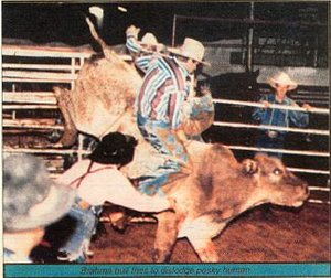 Cowboy riding a bull. - Copyright – Stock Photo / Register Mark