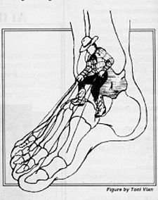 Diagram of Tendons in Foot - Copyright – Stock Photo / Register Mark