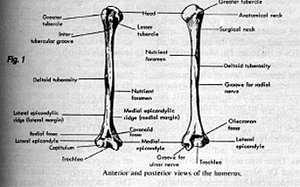Anterior and posterior views of the humerus. - Copyright – Stock Photo / Register Mark