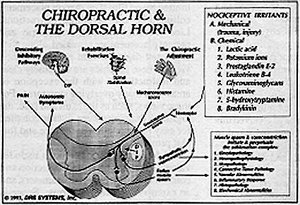 Chiropractic and the Doral Horn - Copyright – Stock Photo / Register Mark