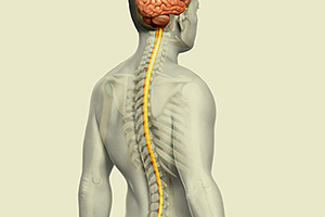 spinal-cord - Copyright – Stock Photo / Register Mark