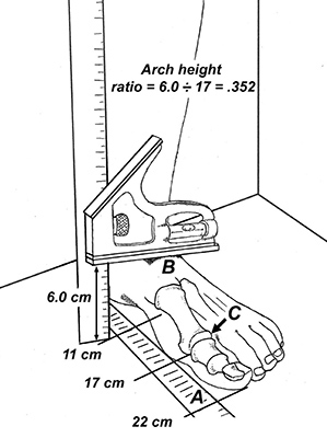 arch height ratio - Copyright – Stock Photo / Register Mark