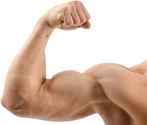biceps - Copyright – Stock Photo / Register Mark