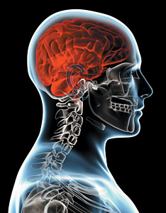 brain spinal connection - Copyright – Stock Photo / Register Mark