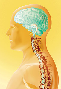 Brain and spine - Copyright – Stock Photo / Register Mark
