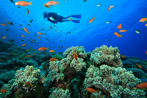 diving - Copyright – Stock Photo / Register Mark