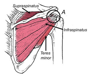 supraspinatus tendon - Copyright – Stock Photo / Register Mark