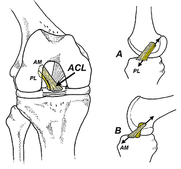 anterior cruciate ligament - Copyright – Stock Photo / Register Mark