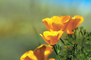 california poppy - Copyright – Stock Photo / Register Mark