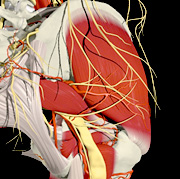 The sciatic nerve, as it exits below the piriformis. - Copyright – Stock Photo / Register Mark
