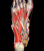 Bottom of foot, showing both medial and lateral plantar nerve. - Copyright – Stock Photo / Register Mark