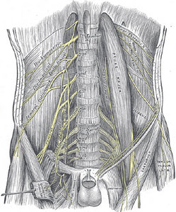 Anterior lumbar nerves - Copyright – Stock Photo / Register Mark