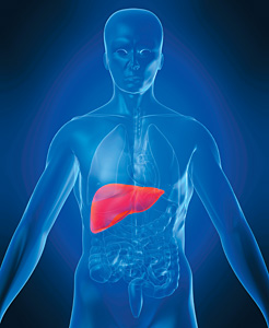Fatty Liver Disease - Copyright – Stock Photo / Register Mark