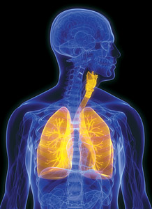 lungs - Copyright – Stock Photo / Register Mark