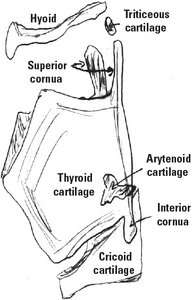 Laryngeal cartilages - Copyright – Stock Photo / Register Mark