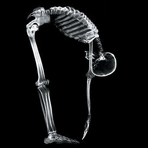 skeleton bending - Copyright – Stock Photo / Register Mark