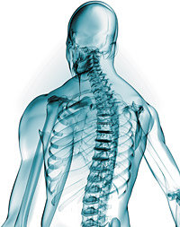Spine Imaging - Copyright – Stock Photo / Register Mark
