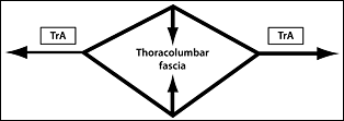 Thoracolumbar Fascia - Copyright – Stock Photo / Register Mark